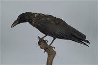 藏品(巨嘴鴉)的圖片